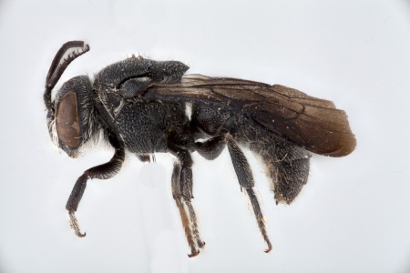 [Euaspis male (lateral/side view) thumbnail]